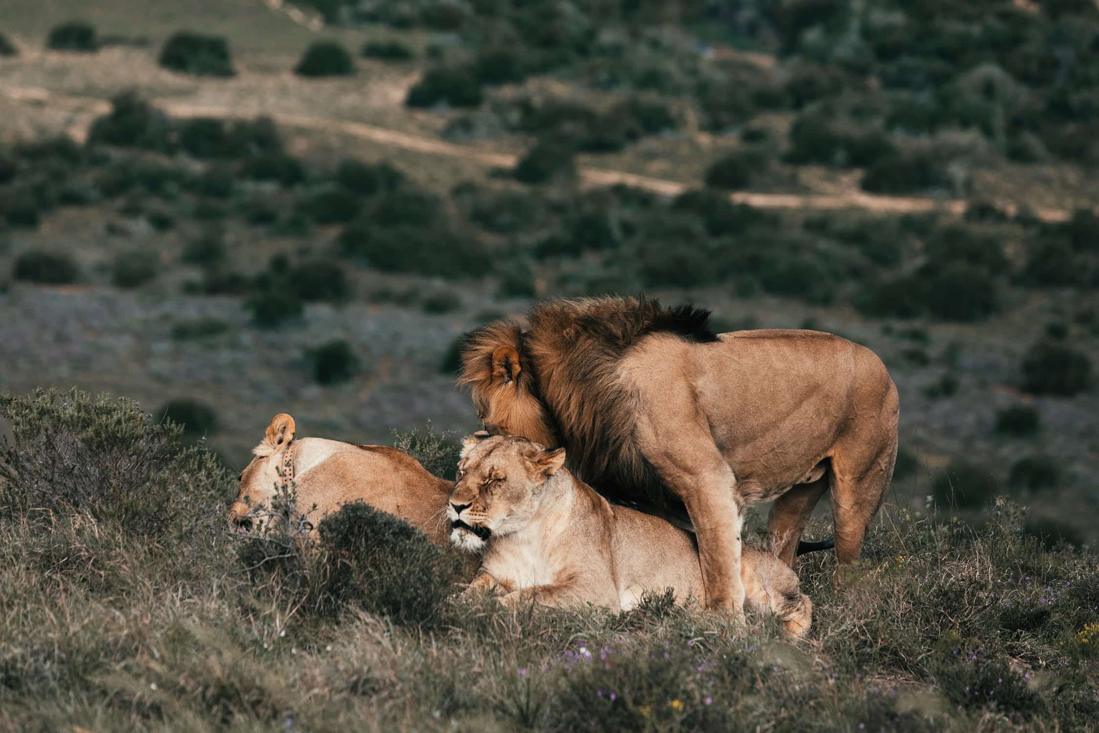 Ein Löwe zeigt dominanz. Ein dominanter mann sollte ihn als Vorbild sehen.